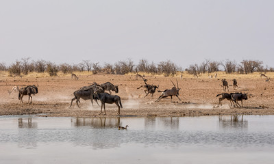Fototapeta na wymiar Blue Wildebeest Chasing Gemsbok