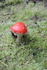 red mushroom in the forest