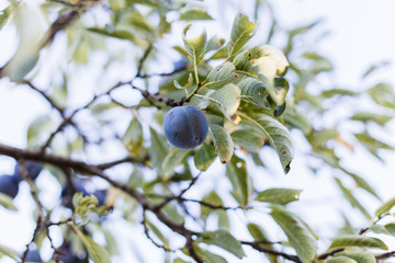 Ripe plums on tree branch. View of fresh organic fruits with green leaves on plum tree branch in the fruit garden. Bright minimalism photo
