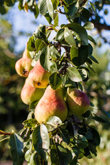 Ripe pears on the branch outdoors close-up. Harvest time autumn