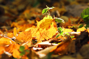 Autumn leaves in the forest or in the park on the ground are lit by the sun. Colorful background. Autumn blurred background. Selective focus, side view, place for text.