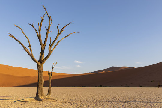 Africa, Namibia, Namib-Naukluft National Park, Deadvlei, dead acacia tree in clay pan