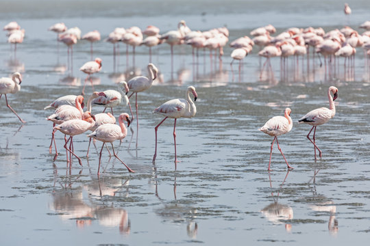Namibia, Walvis Bay, flock of American flamingos and Lesser flamingos