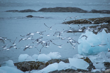 Black-legged kittiwake in the Arctic.