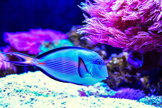 Beautiful Naso Tang (Pacific orange-spine unicornfish) in reef aquarium tank in thailand