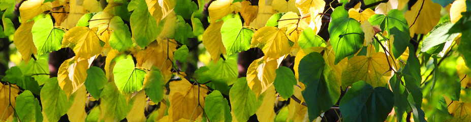 Autumn leaves in the forest or in the park are lit by the sun. Colorful background. Autumn blurred background. Selective focus, side view, place for text.