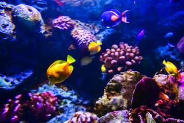 Naklejka na ściany i meble Colorful coral reef with many fishes in aquarium tank 