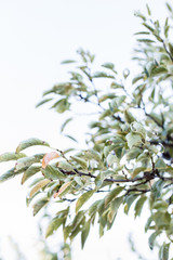 Ripe plums on tree branch. View of fresh organic fruits with green leaves on plum tree branch in the fruit garden. Bright minimalism photo