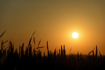 Silhouette of Wheat cereals in a field at sunrise.