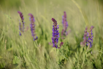 Purple flower in bloom against blurry background.