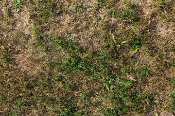 dry grass scorched grass and green grass