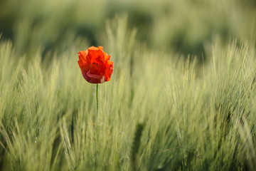 single poppy on a wheat field , blurry background.