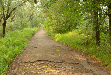 Naklejka premium Road in deciduous forest at summer.