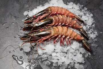 Three raw jumbo shrimps on ice on dark background.