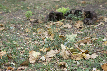 Close up landscape view of multicolored fall leaves on green grass