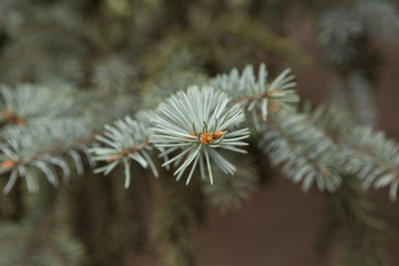 Naklejka na ściany i meble Pine tree with morning dew on the twig, abstract natural backgrounds Limited depth of field. Can be used as a background. There is space for text