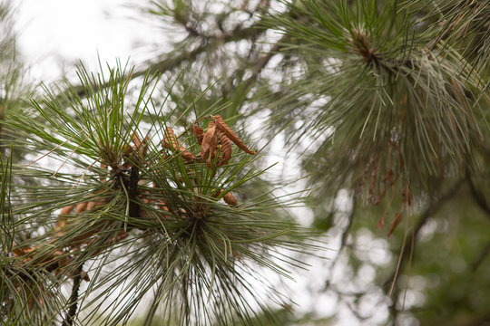 Fototapeta Pine tree with morning dew on the twig, abstract natural backgrounds Limited depth of field. Can be used as a background. There is space for text
