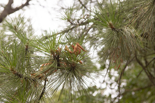 Fototapeta Pine tree with morning dew on the twig, abstract natural backgrounds Limited depth of field. Can be used as a background. There is space for text