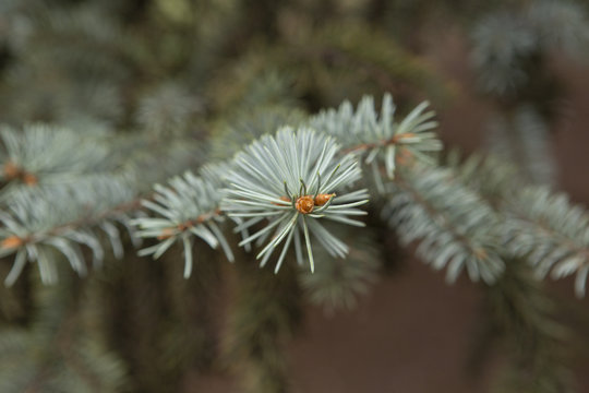 Fototapeta Pine tree with morning dew on the twig, abstract natural backgrounds Limited depth of field. Can be used as a background. There is space for text