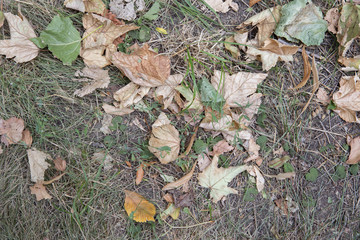 Close up landscape view of multicolored fall leaves on green grass