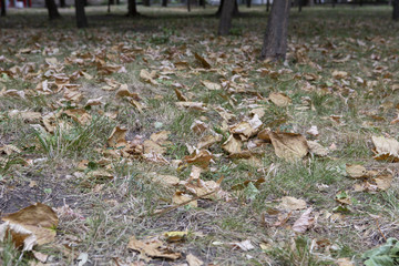 Close up landscape view of multicolored fall leaves on green grass