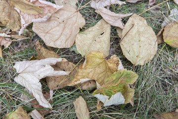 Close up landscape view of multicolored fall leaves on green grass