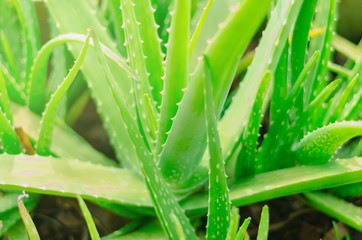 Aloe vera,Lilium,close up of green leaves, Aloe vera is a very useful herbal medicine for skin care and hair care that can be used as treatment.