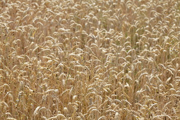 Vertrocknete Braune Rasenfläche, Dürre