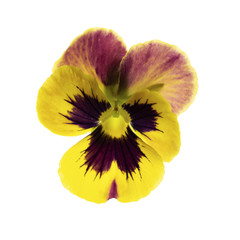 yellow single pansy flower blossom isolated on white background