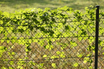 Laubblätter  an einem Gartenzaun im Gegenlciht