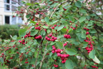 red berries on a branch 