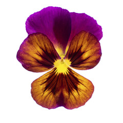 purple single pansy flower blossom isolated on white background