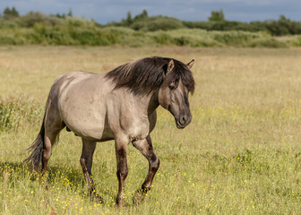 Obraz na płótnie Canvas beautiful wild horses graze in grasslands