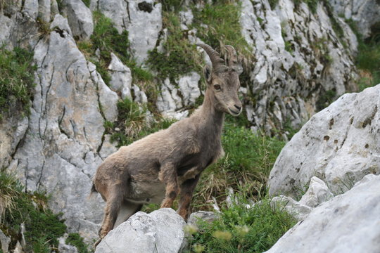 Jeune bouquetin