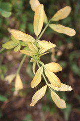 Alfalfa field damaged by drought. Close-up of damaged Medicago Sativa plant