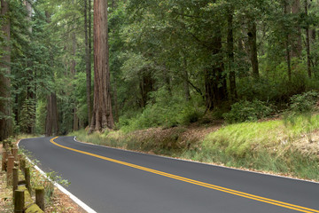 Fototapeta na wymiar Two lane road in Big Basin Redwood State Park in California