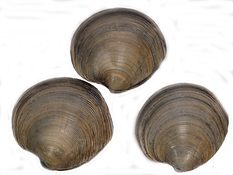 カガミガイの白バック