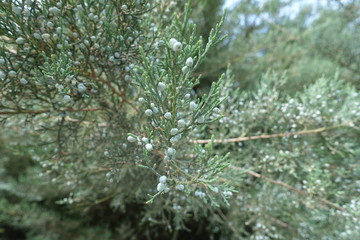 Blue berries on branch of Pfitzer juniper