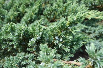 Glaucous foliage of Juniperus squamata in June