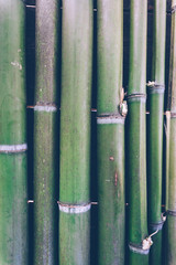 Green bamboo texture background. 