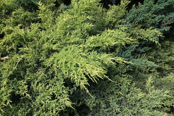 New shoots of Chinese juniper in June