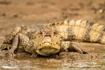 Spectacled Caiman - Caiman crocodilus lying on river bank in Cano Negro, Costa Rica, big reptile in...