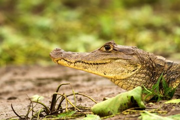 Spectacled Caiman - Caiman crocodilus lying on river bank in Cano Negro, Costa Rica, big reptile in awamp, close-up crocodille portrait, dangerous hunter resting on shore