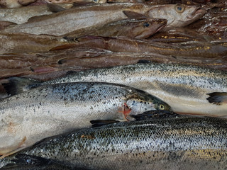 close up on fresh raw fishes for sale on market. 