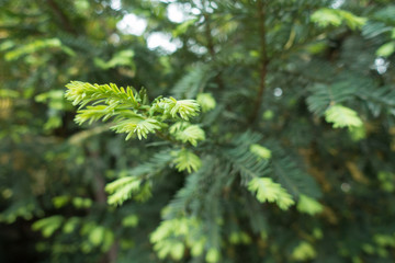 New growth on branches of yew in spring