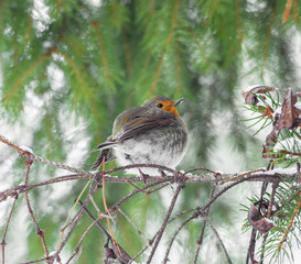 winter wildlife in the park of milan, Italy