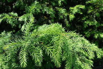 Vibrant green new growth on branches of yew