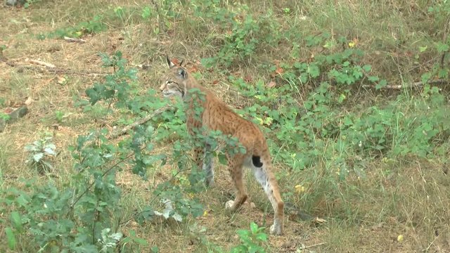 Luchs im Wald 