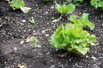 Lettuce in a home vegetable garden