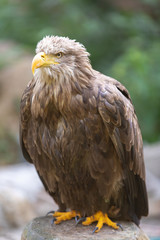 Adler